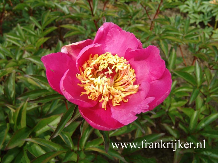 Paeonia 'Henri Poitin'