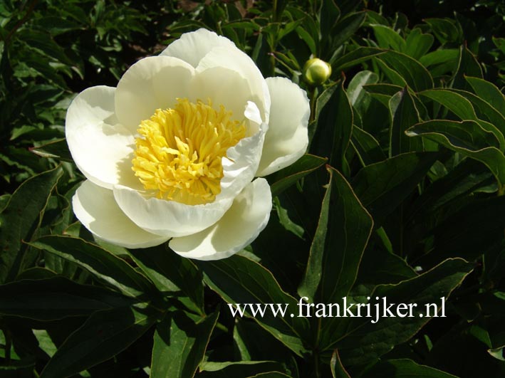 Paeonia 'Jan van Leeuwen'