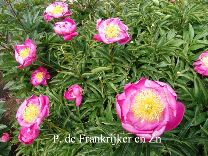 Paeonia 'Eva'