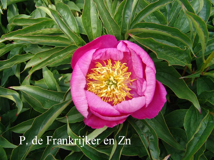 Paeonia 'Eva'