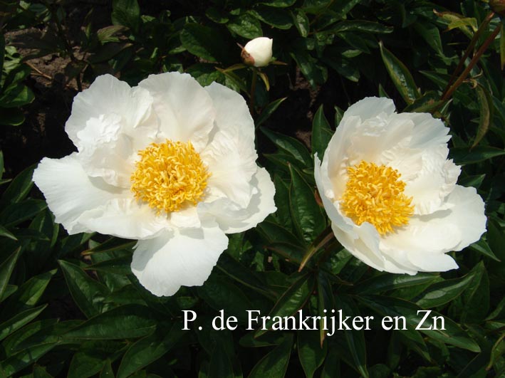 Paeonia 'Krinkled White'