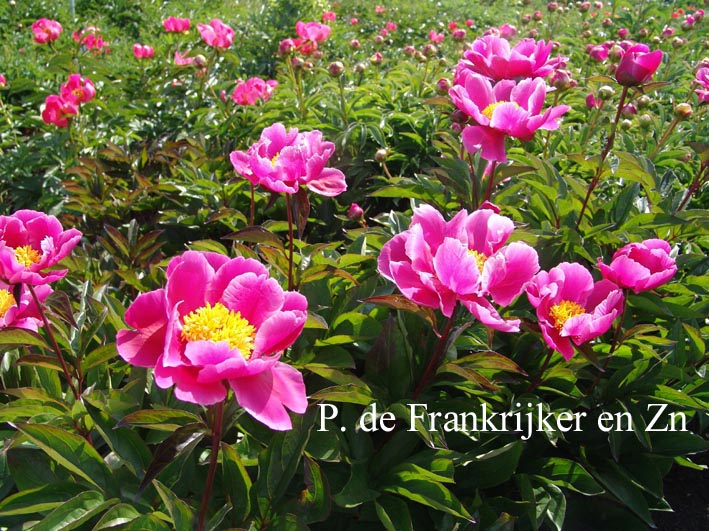 Paeonia 'L'Etincelante'