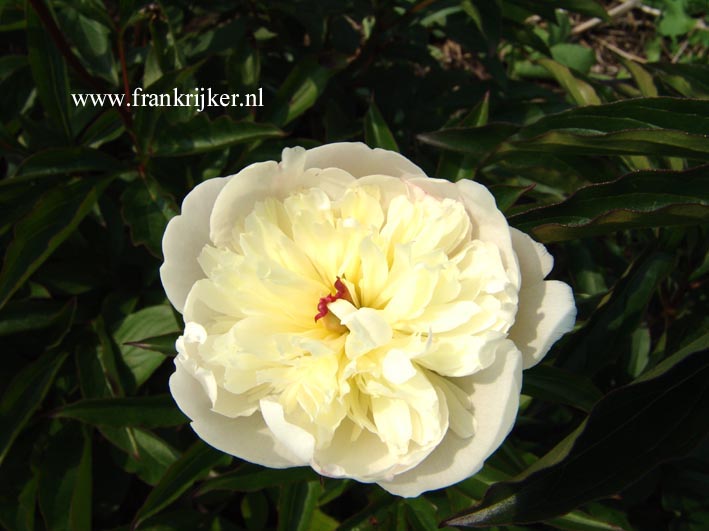 Paeonia 'Mesman's Glory'