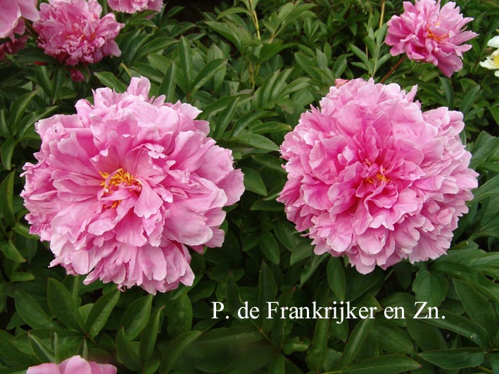 Paeonia 'Mme. Emile Debatene'