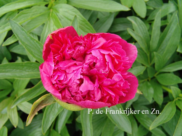 Paeonia officinalis 'Rosea Plena'