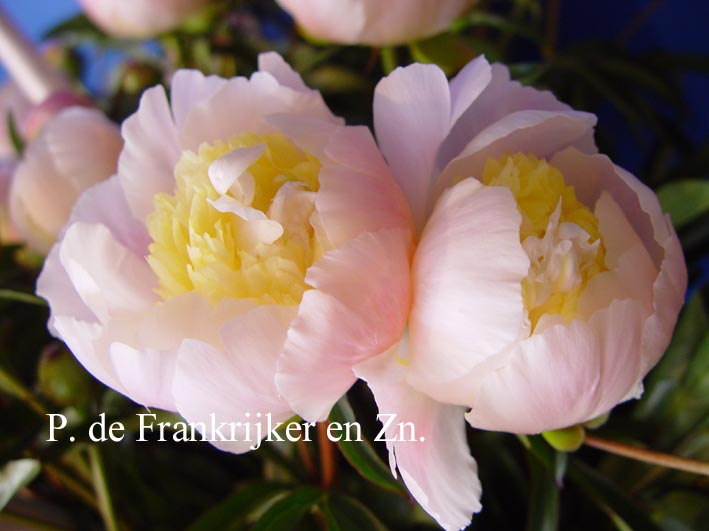 Paeonia 'Primevere'