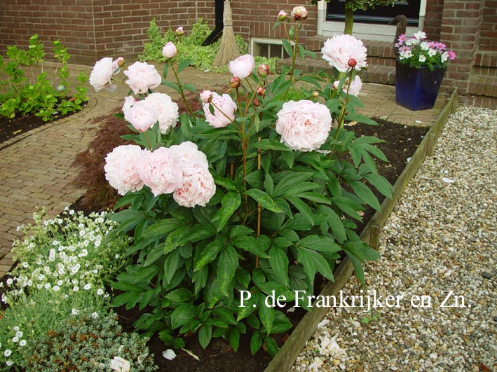 Paeonia 'Sarah Bernhardt'