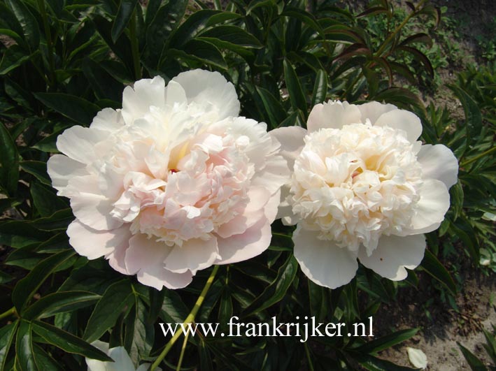 Paeonia 'Solange'