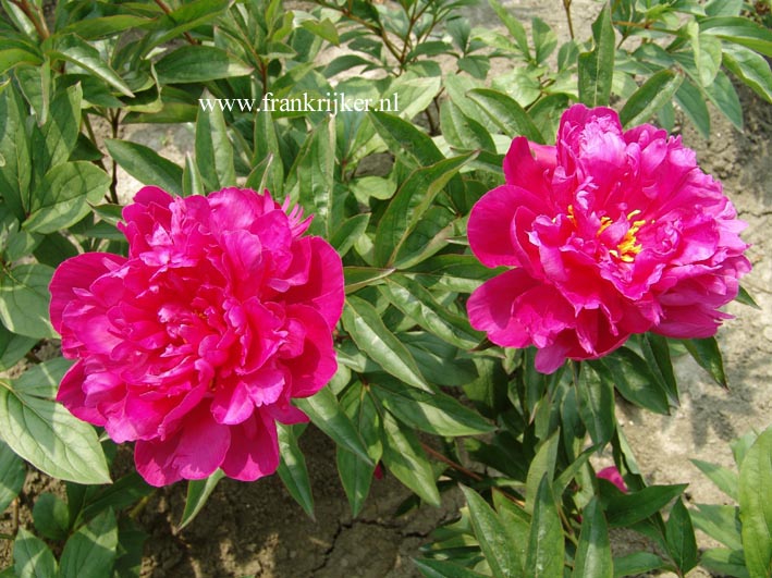 Paeonia 'Victoire de la Marne'