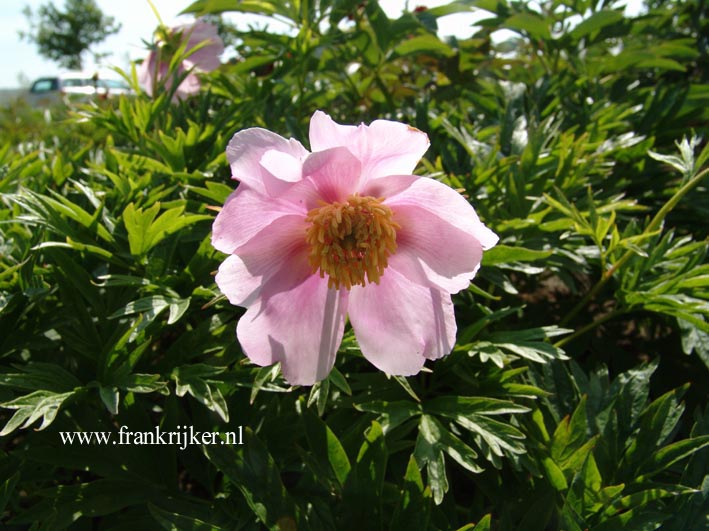 Paeonia veitchii var. woodwardii