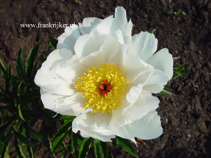 Paeonia 'White Wings'