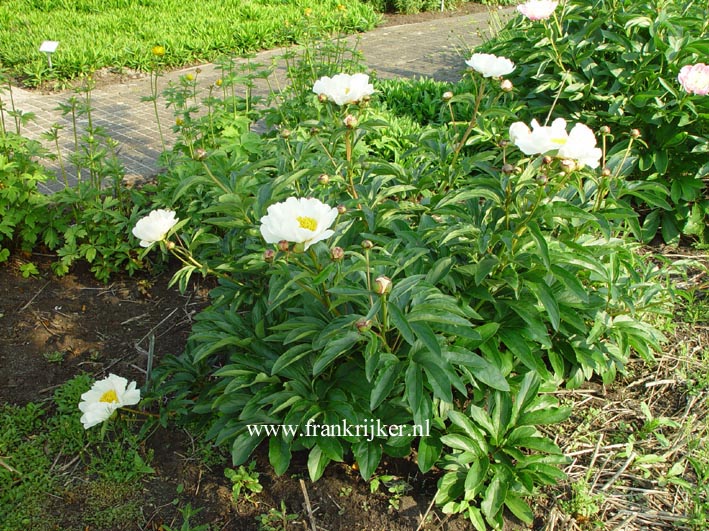 Paeonia 'White Wings'