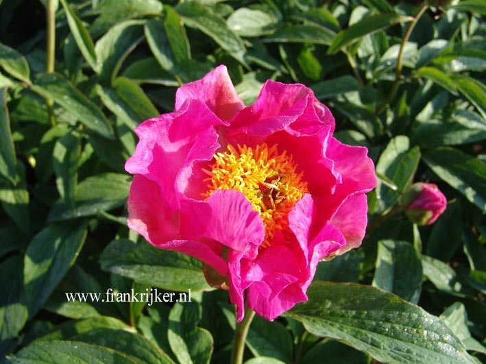 Paeonia 'Aulabelle'