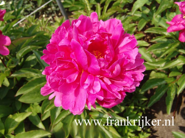 Paeonia 'Bunker Hill'