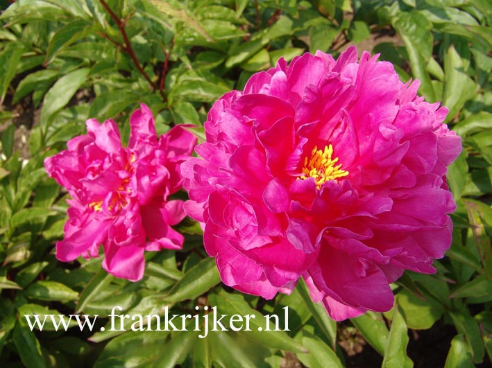 Paeonia 'Bunker Hill'