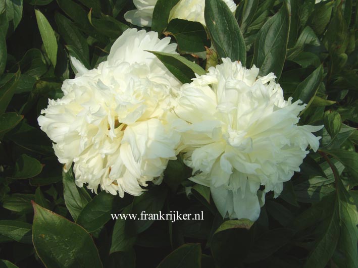 Paeonia 'Charles White'