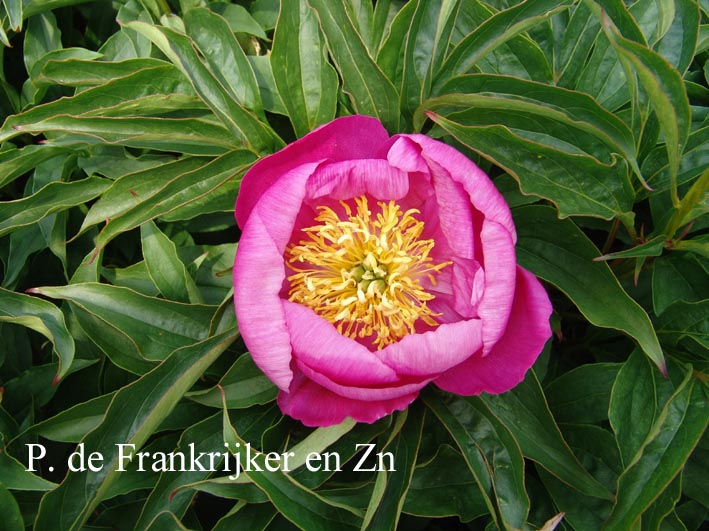 Paeonia 'Eva'