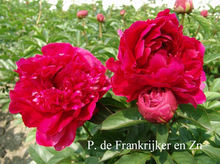 Paeonia 'General MacMahon'