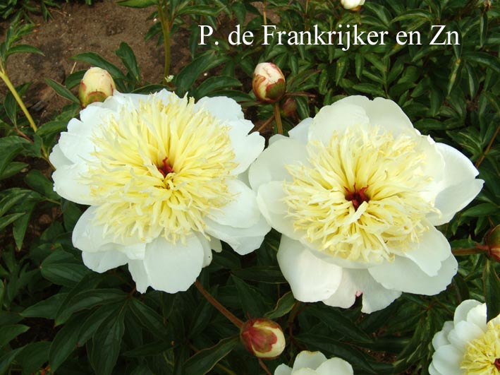 Paeonia 'Ho-gioku'