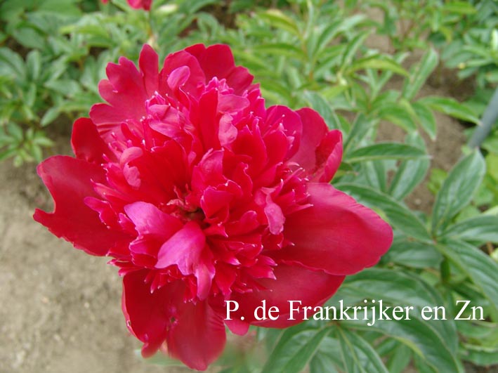 Paeonia 'Inspecteur Lavergne'