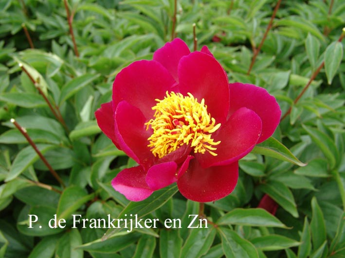 Paeonia 'Kameno-kegoromo'