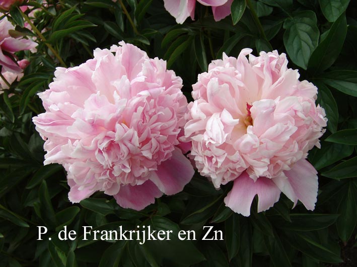 Paeonia 'Lady Anna'