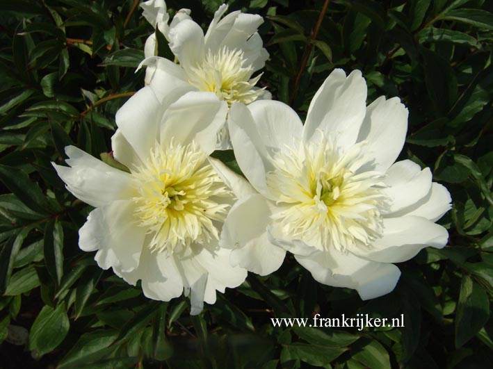 Paeonia 'Lemon Queen'