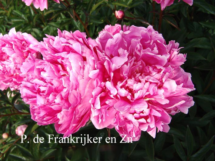 Paeonia 'Linne' (60766)