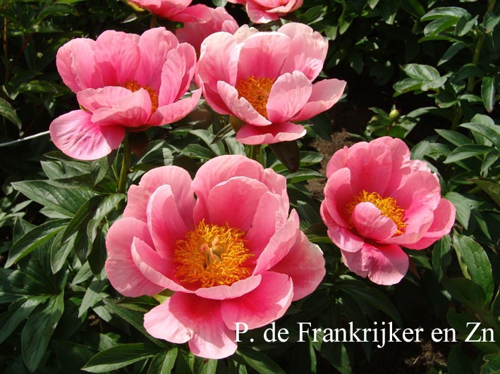 Paeonia 'Lois Arlene'