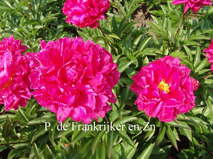 Paeonia 'Louis van Houtte'