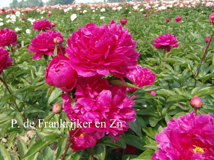 Paeonia 'Louis van Houtte'