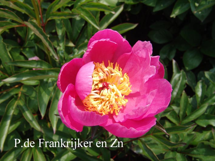 Paeonia 'Mr. B.G. Fahr'