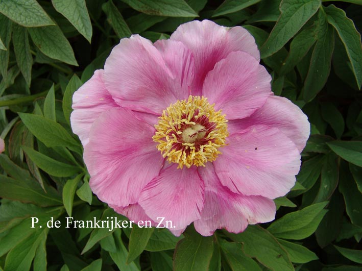 Paeonia officinalis 'Mollis'