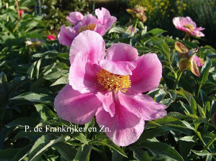 Paeonia officinalis 'Mollis'