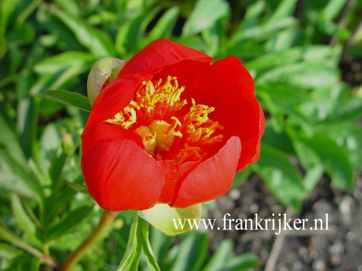 Paeonia peregrina 'Otto Froebel'