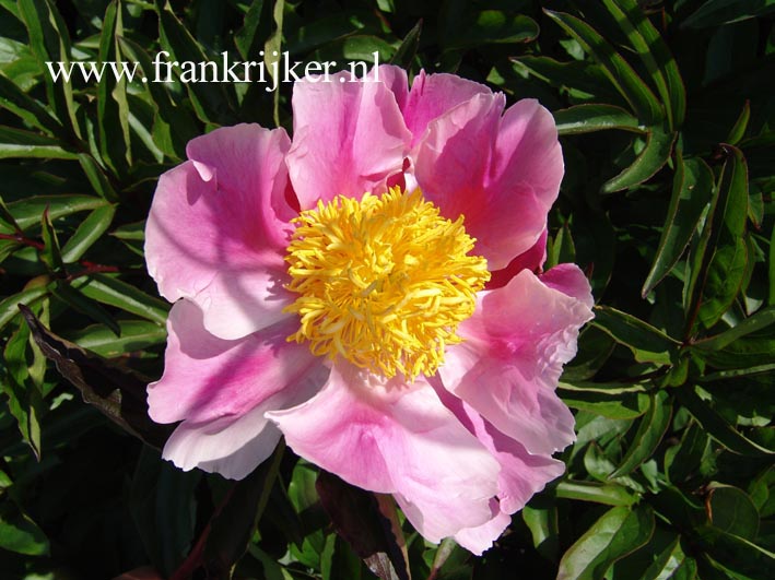 Paeonia 'Souvenir de Louis Bigot' (60807)