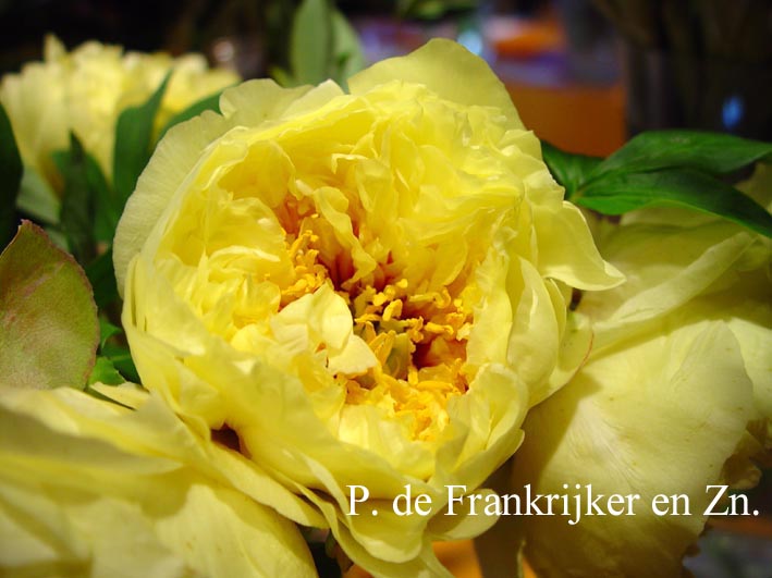 Paeonia 'Yellow Crown' (Itoh)