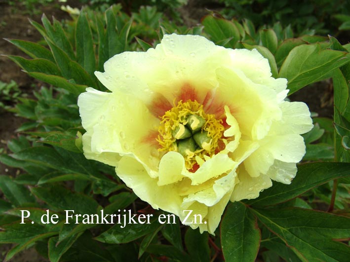 Paeonia 'Yellow Dream' (Itoh)