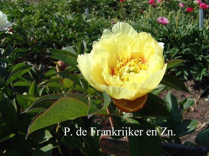 Paeonia 'Yellow Emperor' (Itoh)