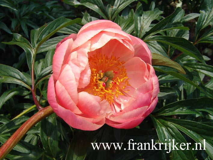 Paeonia 'Coral Charm'