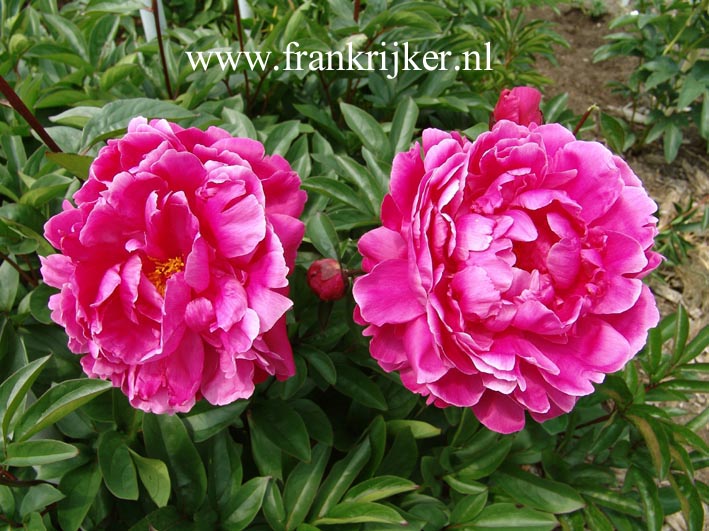 Paeonia 'Fiona'