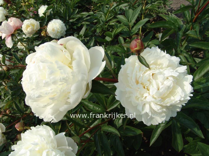 Paeonia 'Henry Sass'