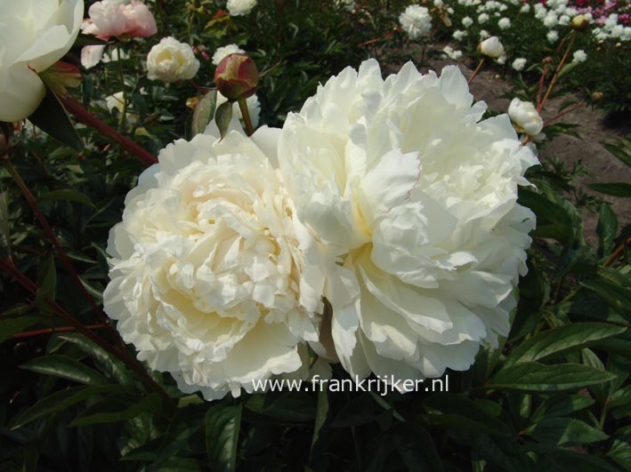 Paeonia 'Henry Sass'