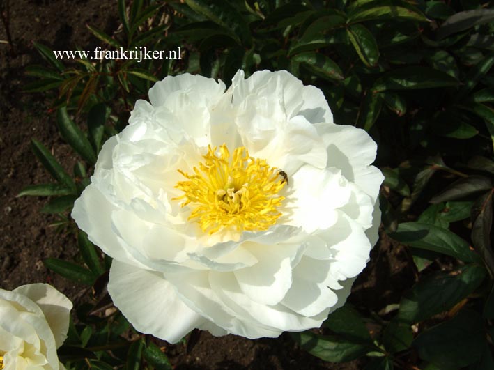 Paeonia 'Miss America'