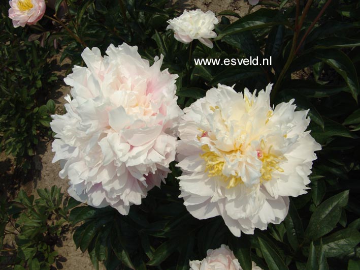 Paeonia 'My Love'