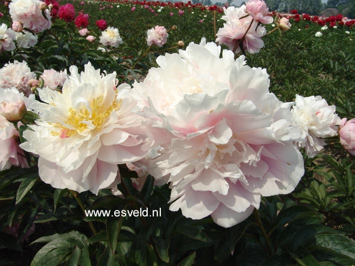Paeonia 'My Love'