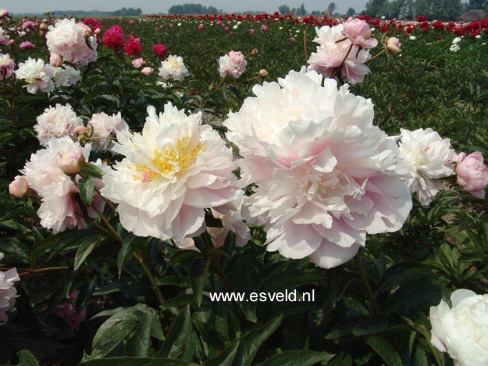 Paeonia 'My Love'
