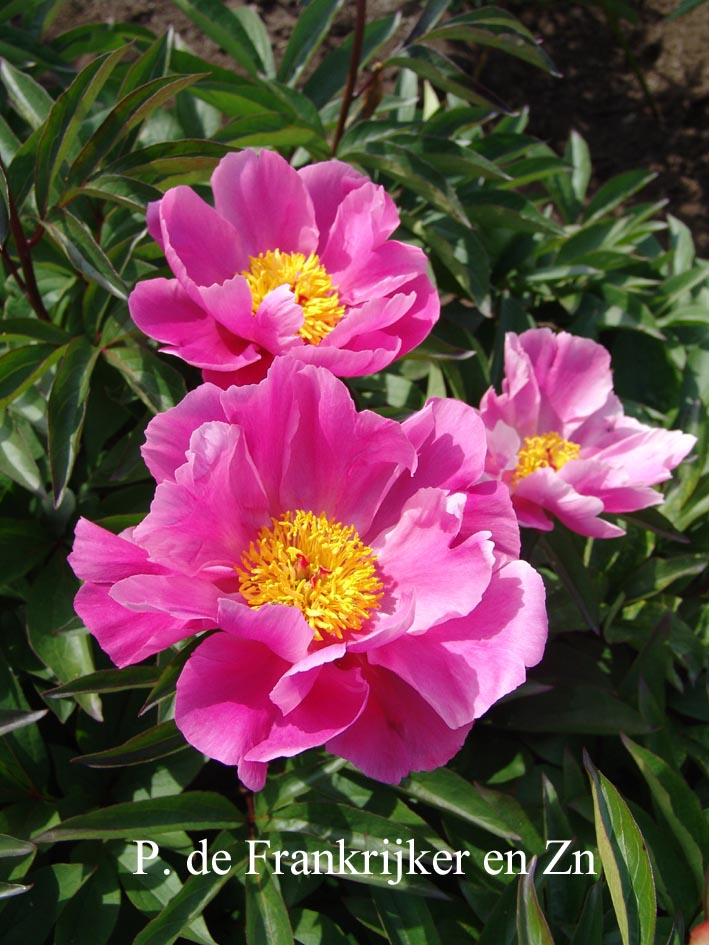 Paeonia 'Pierre Debatene'