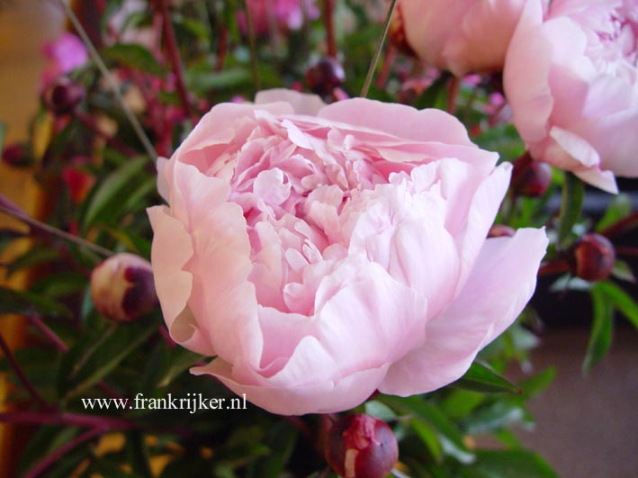 Paeonia 'Reine Hortense'