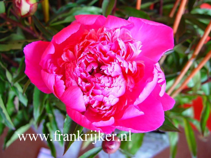Paeonia 'Rose d'Amour'